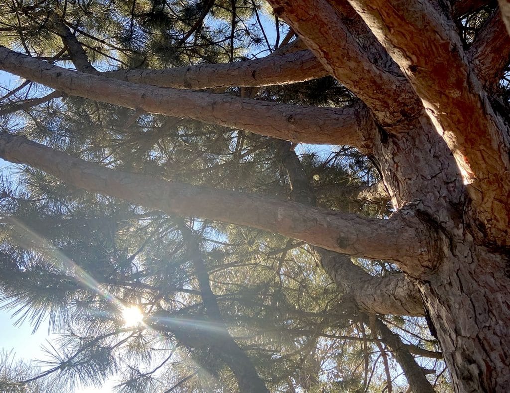 La douce lumière du soleil brille à travers les branches des arbres